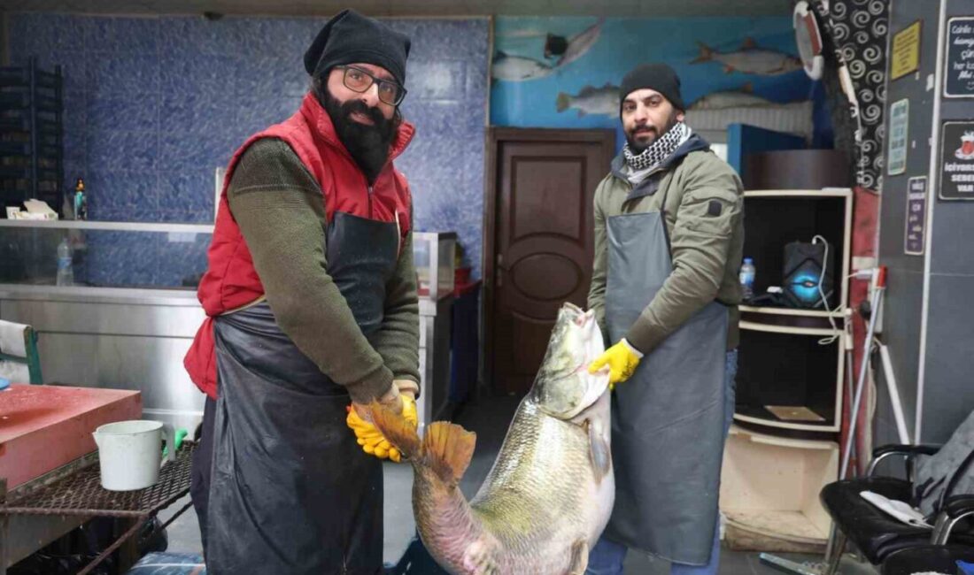 Elazığ’ın Palu ilçesindeki Murat Nehri’nde balıkçılar 1 metre 71 santimetre