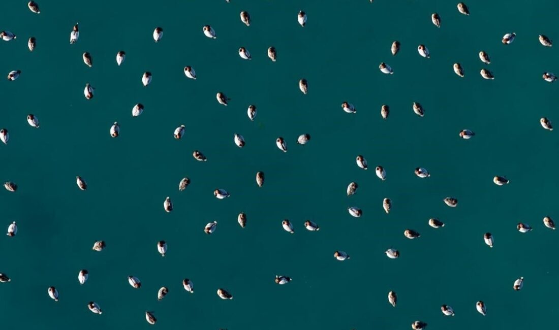 Burdur’un Yeşilova ilçesinde yer alan Salda Gölü’nde göç döneminde bölgeye