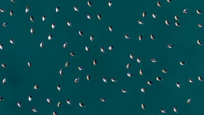 Burdur’un Yeşilova ilçesinde yer alan Salda Gölü’nde göç döneminde bölgeye