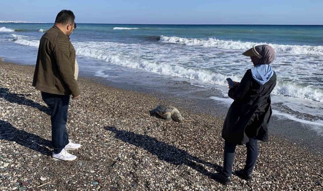 Mersin’in Erdemli ilçesinde, nesli tehlike altında bulunan caretta caretta cinsi