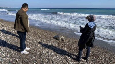 Mersin’in Erdemli ilçesinde, nesli tehlike altında bulunan caretta caretta cinsi