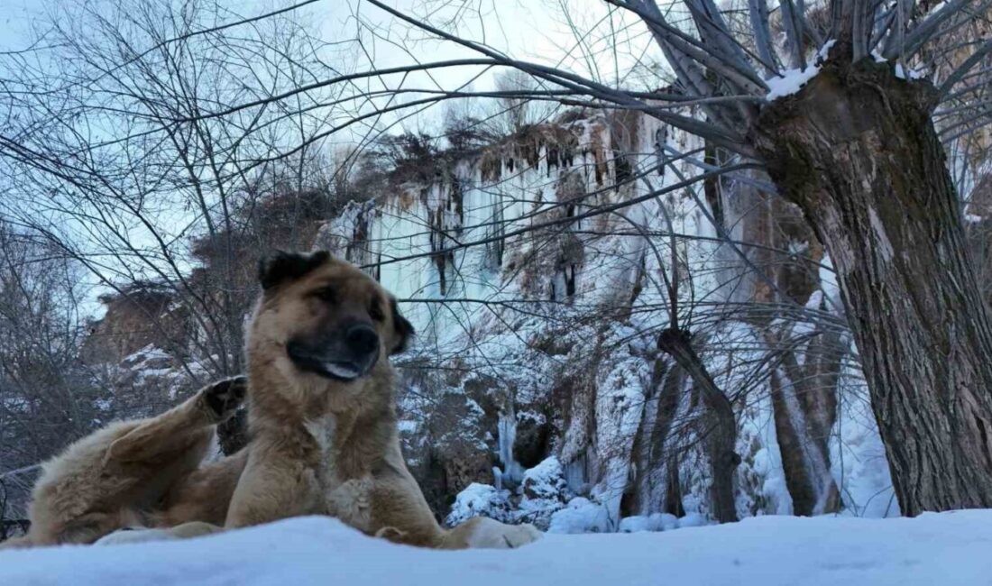 Girlevik Şelalesi buz tuttu, 2 metrelik buz sarkıtları oluştu. Erzincan’da