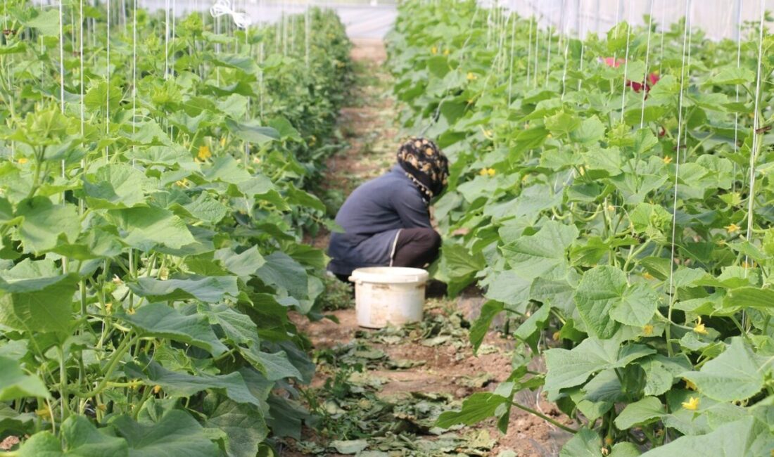 Erzincan’da kadın çiftçilere yönelik sera desteği sağlanacak. Doğu Anadolu Projesi