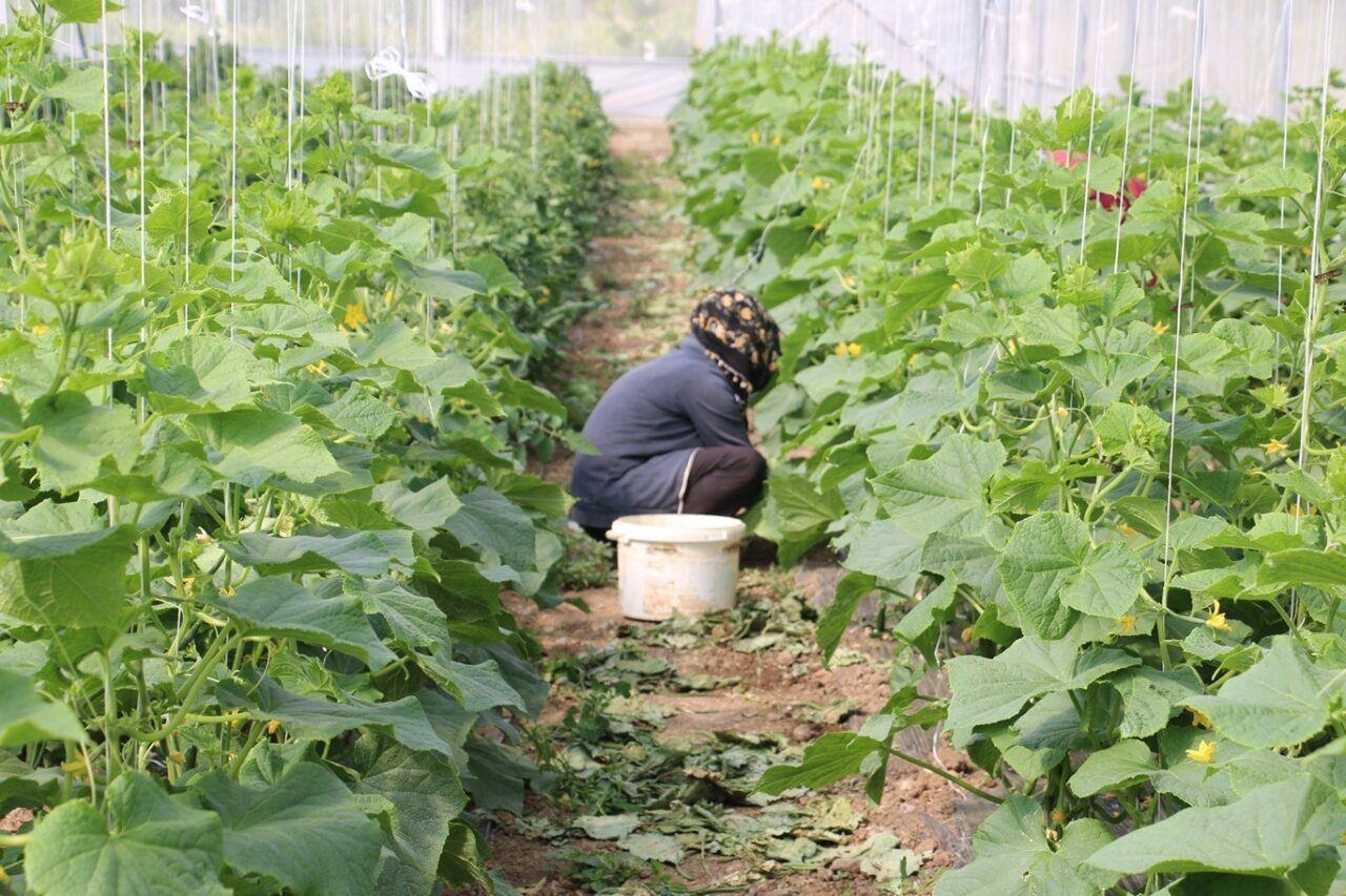 Erzincan’da kadın çiftçilere yönelik sera desteği sağlanacak. Doğu Anadolu Projesi