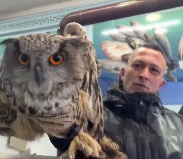 Erzincan’da soğuk hava nedeniyle bitkin düşen bir baykuş, duyarlı vatandaşlar