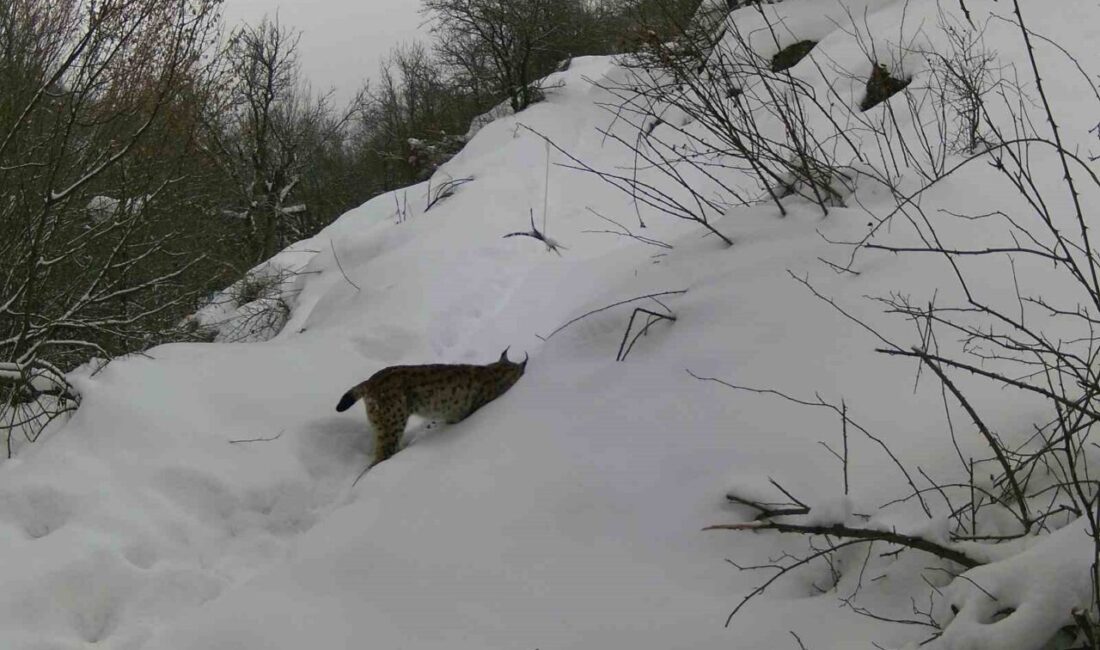 Erzincan ve çevresinde yaban hayatı, doğaya yerleştirilen fotokapanlarla görüntülendi. Yaban