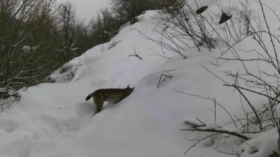 Erzincan ve çevresinde yaban hayatı, doğaya yerleştirilen fotokapanlarla görüntülendi. Yaban