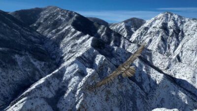 Erzurum’da sakallı akbaba havadan görüntülendi. Erzurum’un Uzundere ilçesinde İHA muhabiri