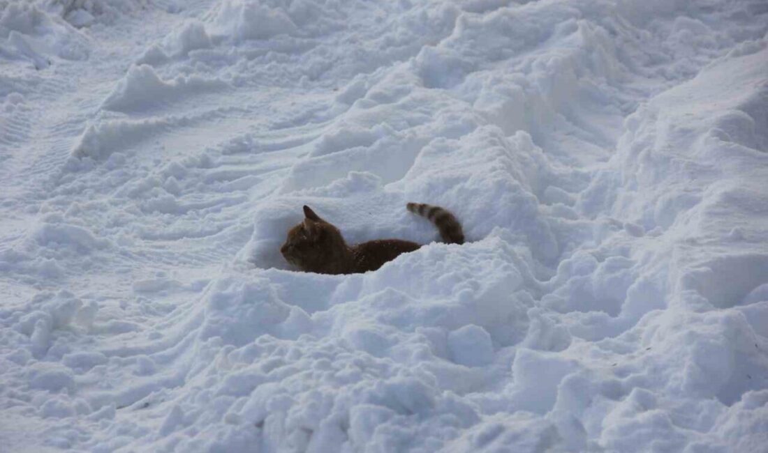 Termometrelerin eksi 21 dereceyi gösterdiği Sivas’ta Kızılırmak’ın yüzeyi buzla kaplandı.