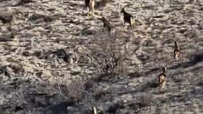 Eskişehir’de kırsal alanda 8 geyiğin koşuşturma anları amatör kamera tarafından