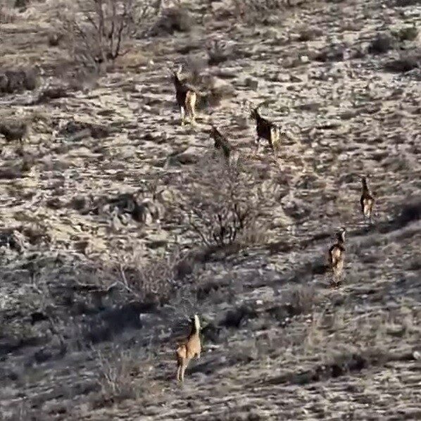 Eskişehir’de kırsal alanda 8 geyiğin koşuşturma anları amatör kamera tarafından