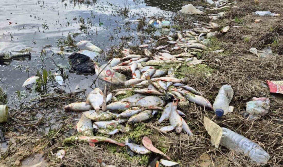 İstanbul’un Eyüpsultan ilçesi Pirinççi Mahallesi’nde gölette yaşanan yosun patlaması nedeniyle