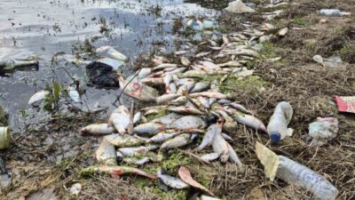 İstanbul’un Eyüpsultan ilçesi Pirinççi Mahallesi’nde gölette yaşanan yosun patlaması nedeniyle