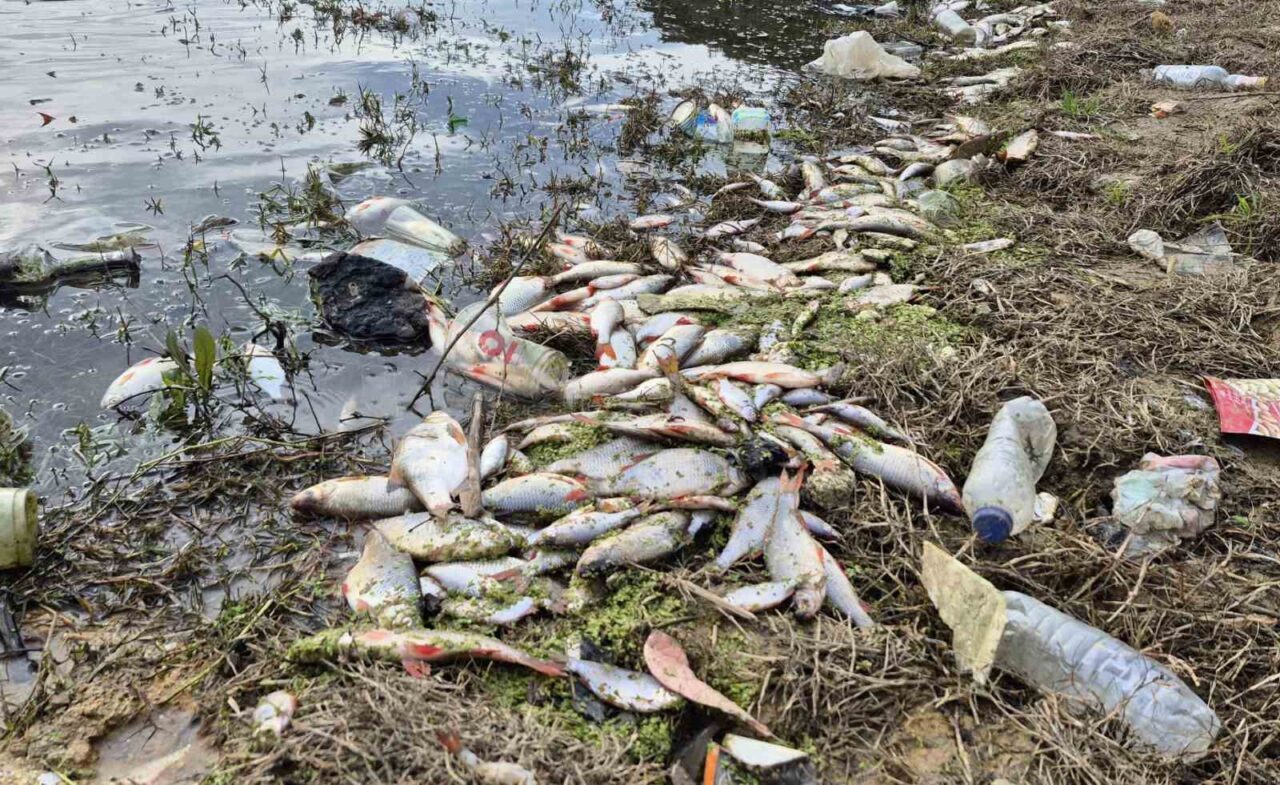 İstanbul’un Eyüpsultan ilçesi Pirinççi Mahallesi’nde gölette yaşanan yosun patlaması nedeniyle