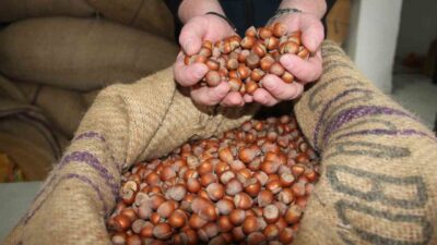 Sezon içerisinde 350 lira sınırını aşan fındık fiyatları, yeni yılın