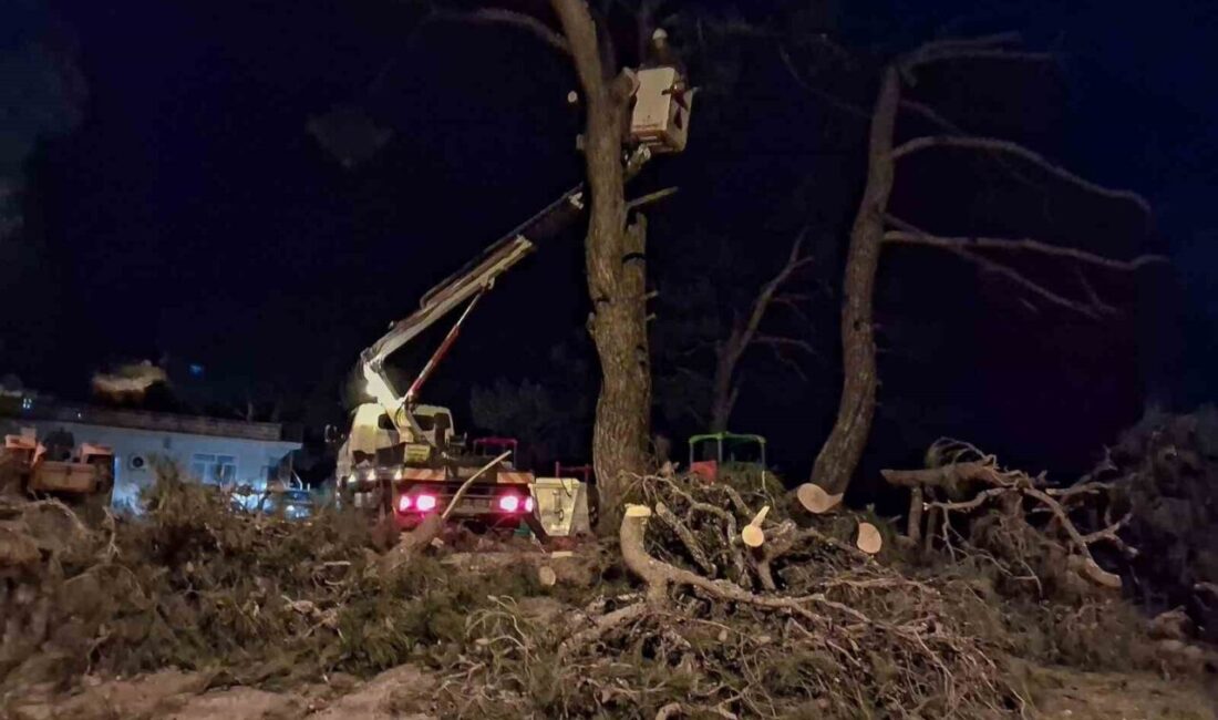 Aydın’ın Efeler ilçesinde şiddetli rüzgarın etkisiyle devrilmek üzere olan çam