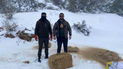 Gaziantep’te yoğun kar yağışının ardından yiyecek bulmakta zorlanan yaban hayvanları