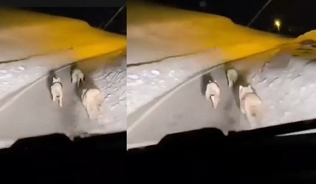 Hakkari’nin Geçitli köyü yoluna inen kurt sürüsü, sürücüler tarafından cep