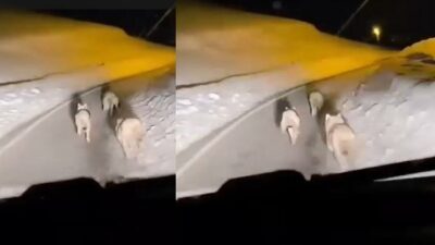 Hakkari’nin Geçitli köyü yoluna inen kurt sürüsü, sürücüler tarafından cep