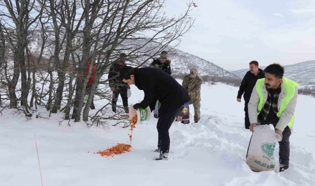 Bingöl’ün Genç ilçesinde, ağır kış şartları nedeniyle yiyecek bulmakta zorlanan