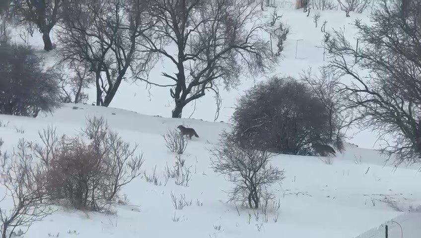 Batman’ın Gercüş ilçesinde, dondurucu soğukların etkisiyle yiyecek bulmakta zorlandığı iki