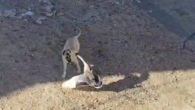 Batman’ın Gercüş ilçesinde kaz ile köpeğin kavgası cep telefonu kamerasına