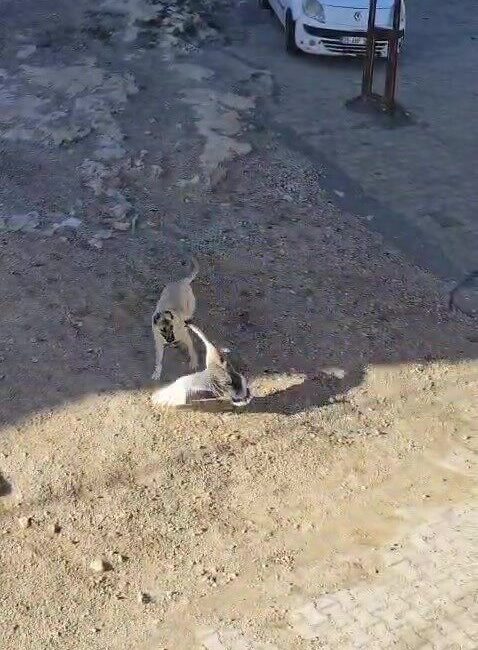 Batman’ın Gercüş ilçesinde kaz ile köpeğin kavgası cep telefonu kamerasına