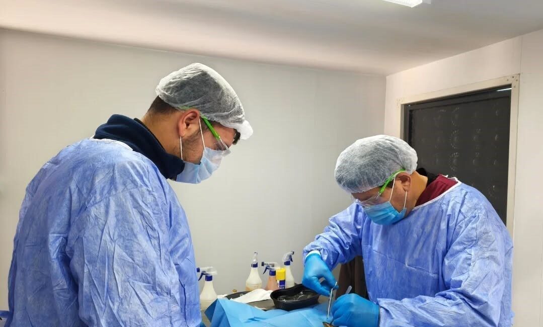 Germencik Belediyesi, 2026 yılının başından bu yana yürüttüğü kısırlaştırma çalışmaları