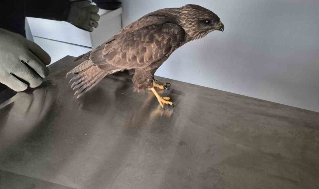 Germencik Belediyesi, veterinerlik hizmetleri kapsamında yürüttüğü çalışmalarla yaralı halde bulunan