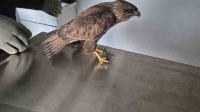 Germencik Belediyesi, veterinerlik hizmetleri kapsamında yürüttüğü çalışmalarla yaralı halde bulunan