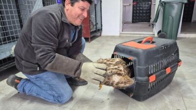 Aydın’ın Germencik ilçesinde Germencik Belediyesi’nin WhatsApp İhbar Hattı aracılığıyla tespit