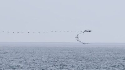 Göç yolculuğu sırasında Karadeniz kıyı hattını kullanan göçmen kuşların, Hopa