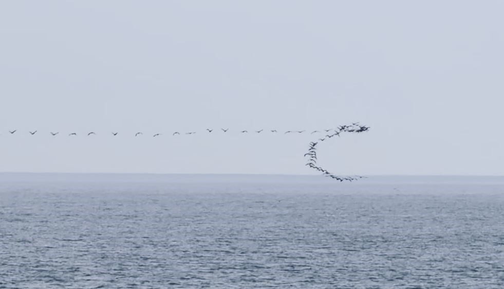 Göç yolculuğu sırasında Karadeniz kıyı hattını kullanan göçmen kuşların, Hopa
