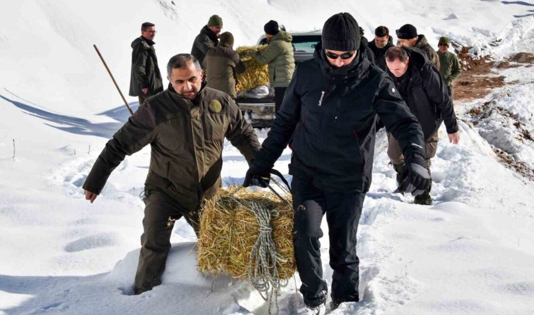 Gümüşhane’de yoğun kar yağışının ardından doğal besin kaynakları azalan yaban