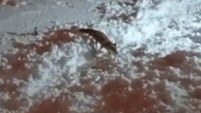 Hakkari’de etkili olan yoğun kar yağışı ve dondurucu soğuklardan dolayı