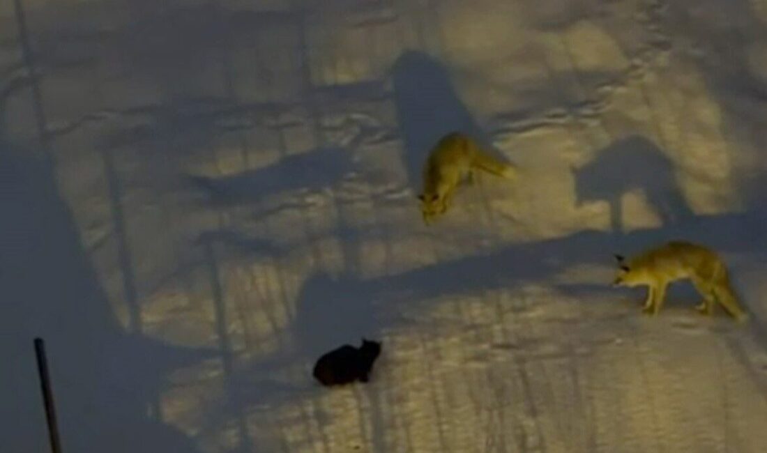 Hakkari şehir merkezine inen iki tilki ile bir kedi arasında
