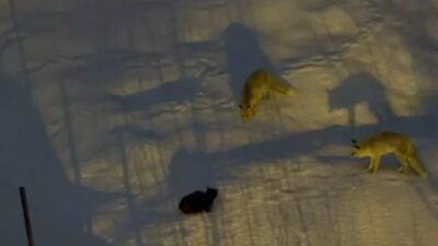 Hakkari şehir merkezine inen iki tilki ile bir kedi arasında