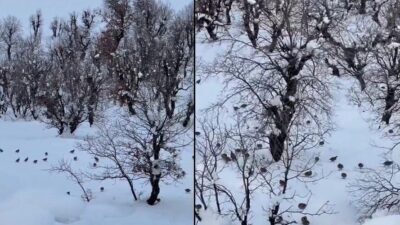 Hakkari’nin Geçitli köyünde yoğun kar yağışı nedeniyle yiyecek bulmakta zorlanan