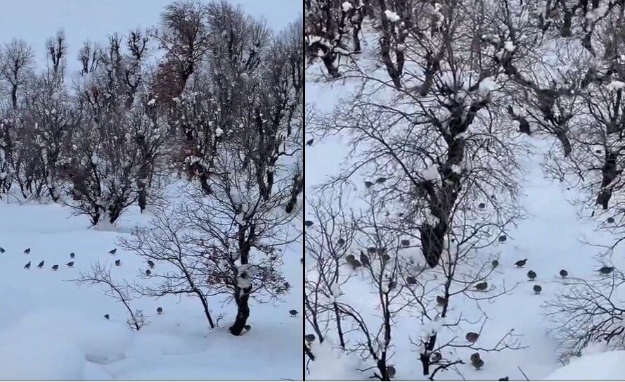 Hakkari’nin Geçitli köyünde yoğun kar yağışı nedeniyle yiyecek bulmakta zorlanan