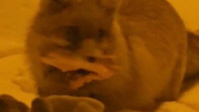 HAKKARİ (İHA) – Hakkâri’de yerleşim alanına inen bir tilki, ağzındaki