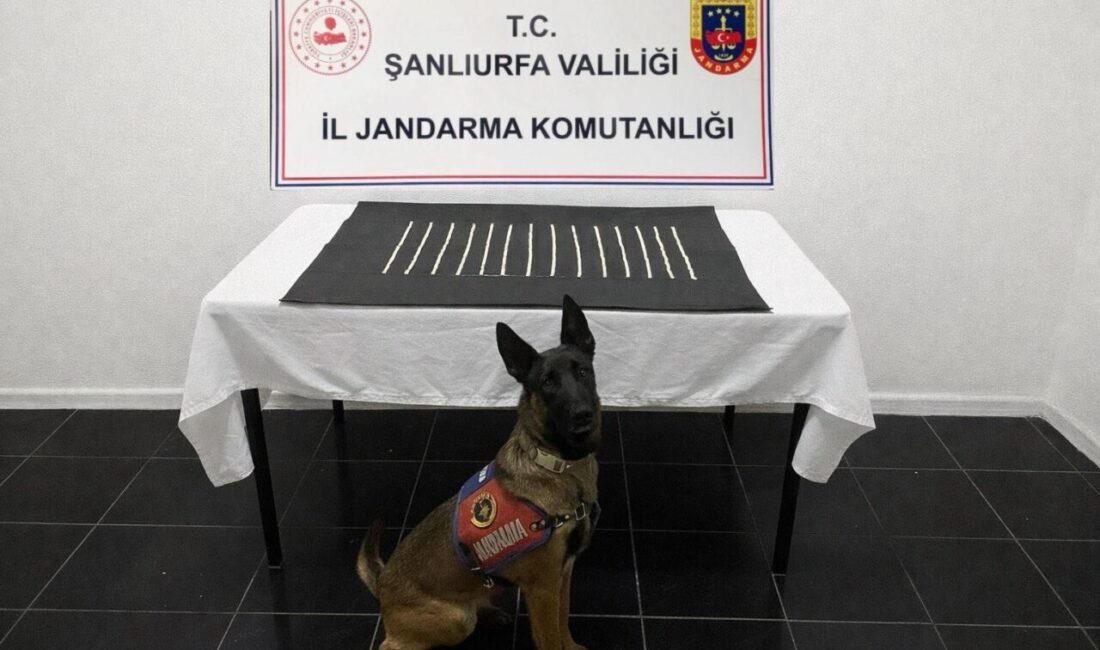 Şanlıurfa’nın Harran ilçesinde düzenlenen uyuşturucu operasyonunda 2 şüpheli gözaltına alındı.