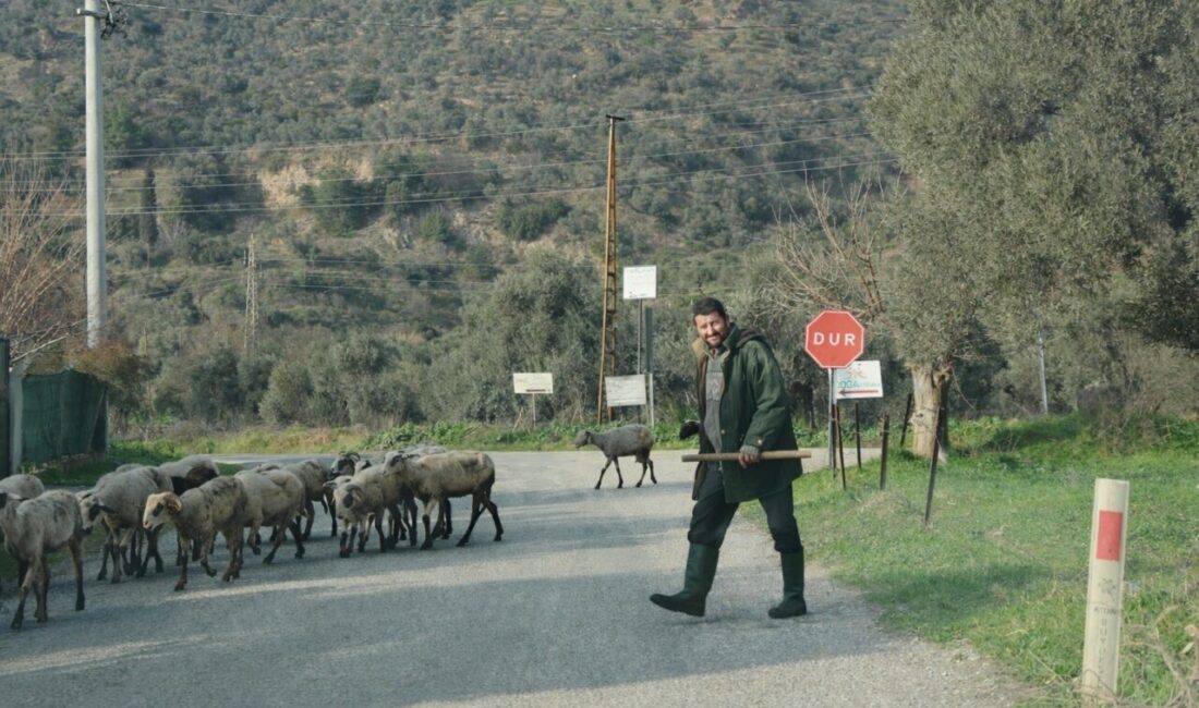Doğu illerinde koyunlar aylarca kapalı alanlarda kalırken, Aydın’da havaların ısınmasıyla