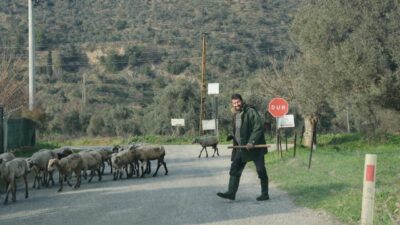 Doğu illerinde koyunlar aylarca kapalı alanlarda kalırken, Aydın’da havaların ısınmasıyla