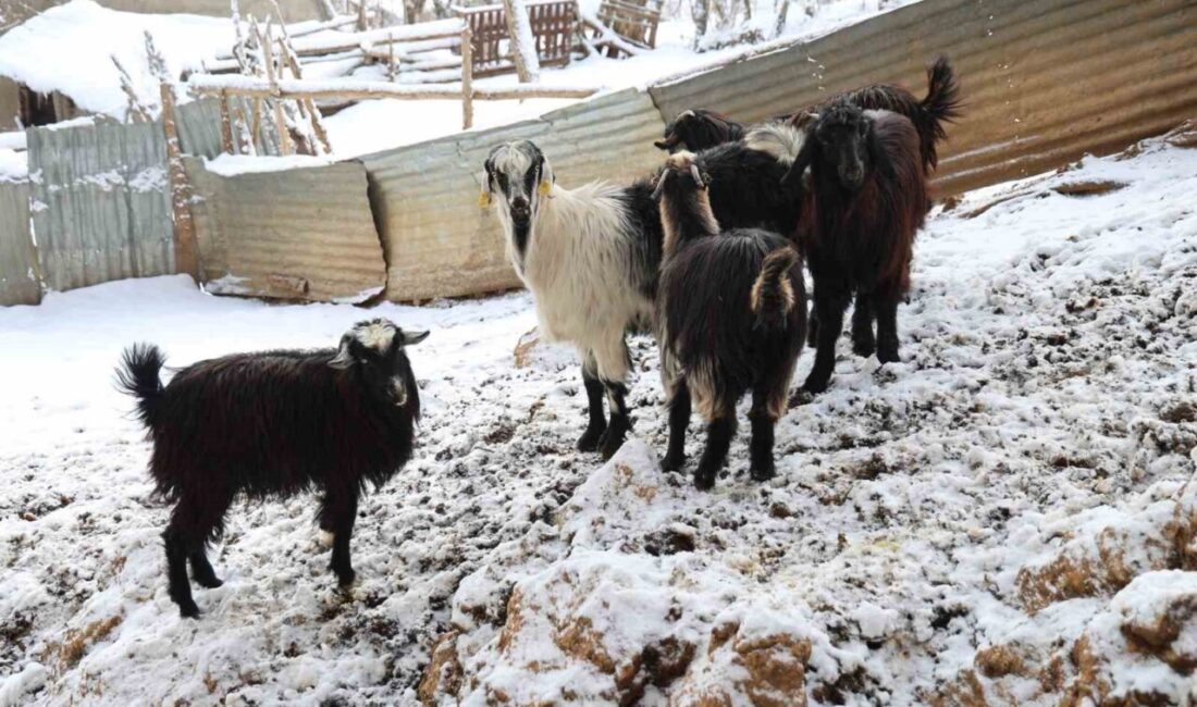Adana’nın Feke ilçesinde hayvancılıkla geçimini sağlayan üreticiler, son yıllarda artan