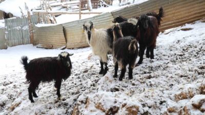 Adana’nın Feke ilçesinde hayvancılıkla geçimini sağlayan üreticiler, son yıllarda artan