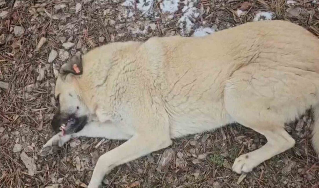 Eskişehir’deki bir parkta bazı köpekleri toplayan Odunpazarı Belediyesi personeli ile