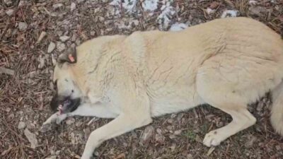Eskişehir’deki bir parkta bazı köpekleri toplayan Odunpazarı Belediyesi personeli ile
