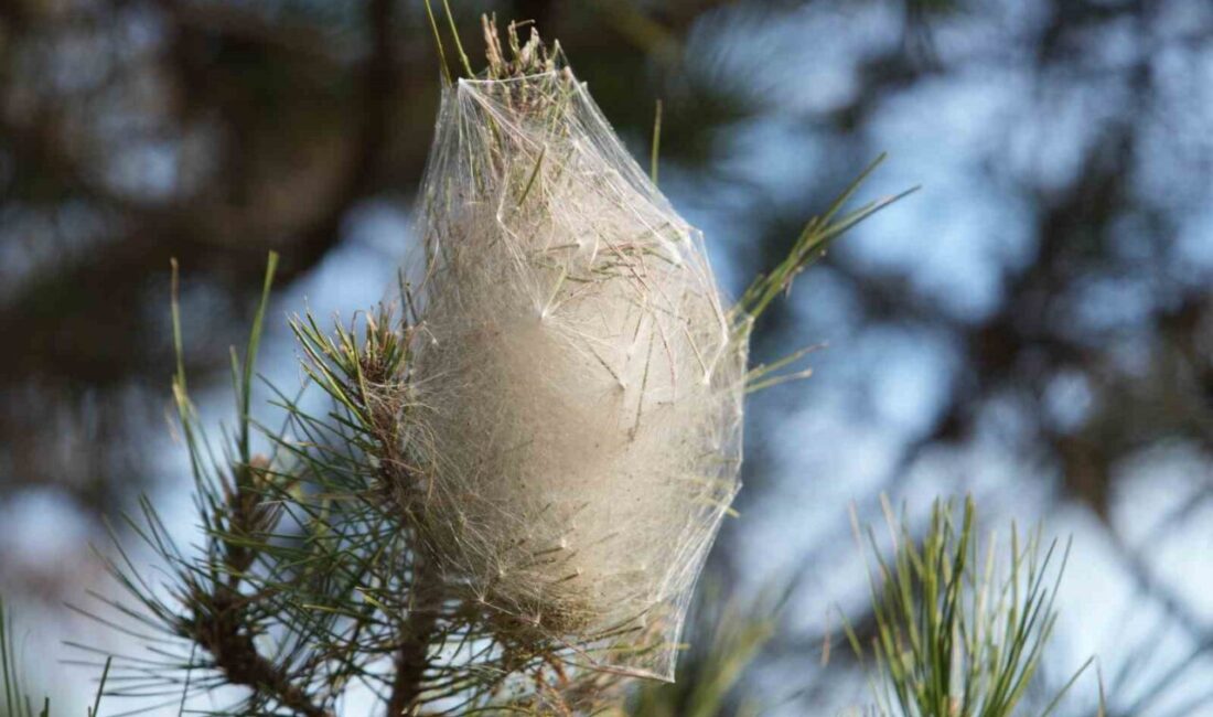 Samsun’da son dönemlerde çam ağaçlarında yoğun olarak görülen çam kese