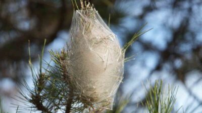 Samsun’da son dönemlerde çam ağaçlarında yoğun olarak görülen çam kese