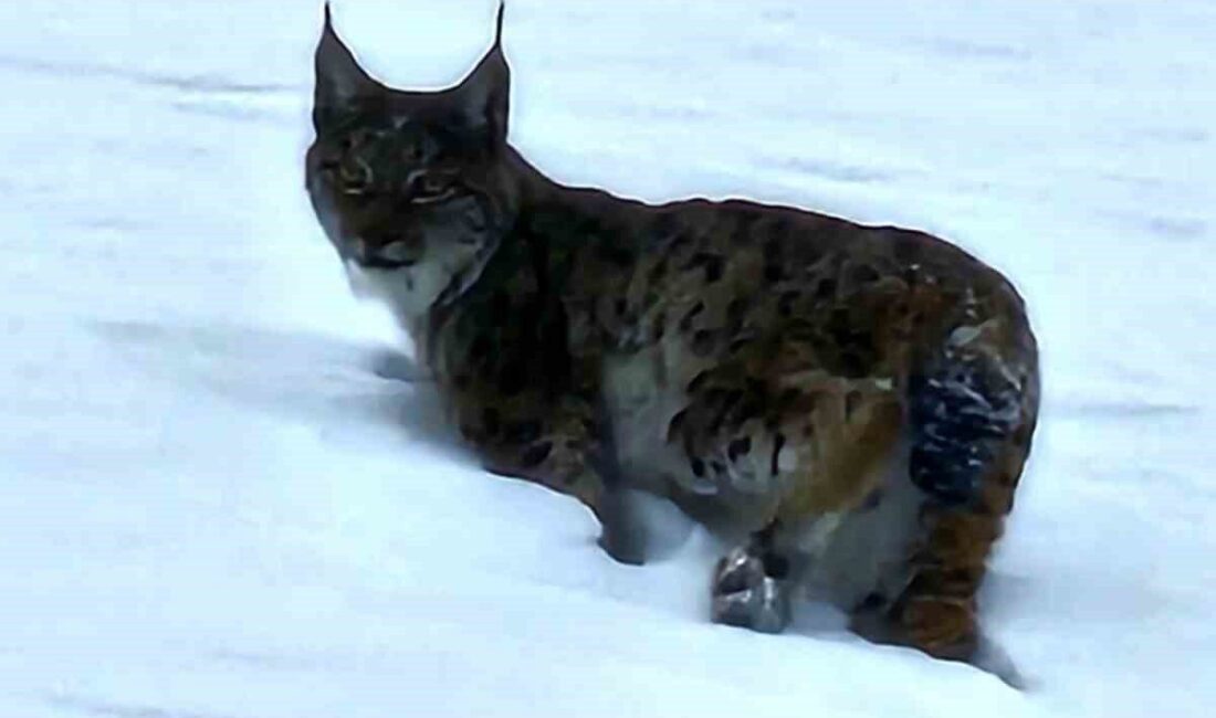 Bitlis’in Hizan ilçesinde nesli tükenme tehlikesi altında olan vaşak görüntülendi.
